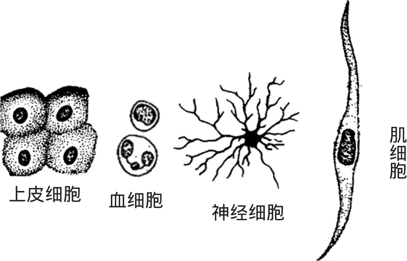 KAIST发明超小型神经形态芯片 可自主学习并纠正错误KAIST发明超小型神经形态芯片 可自主学习并纠正错误