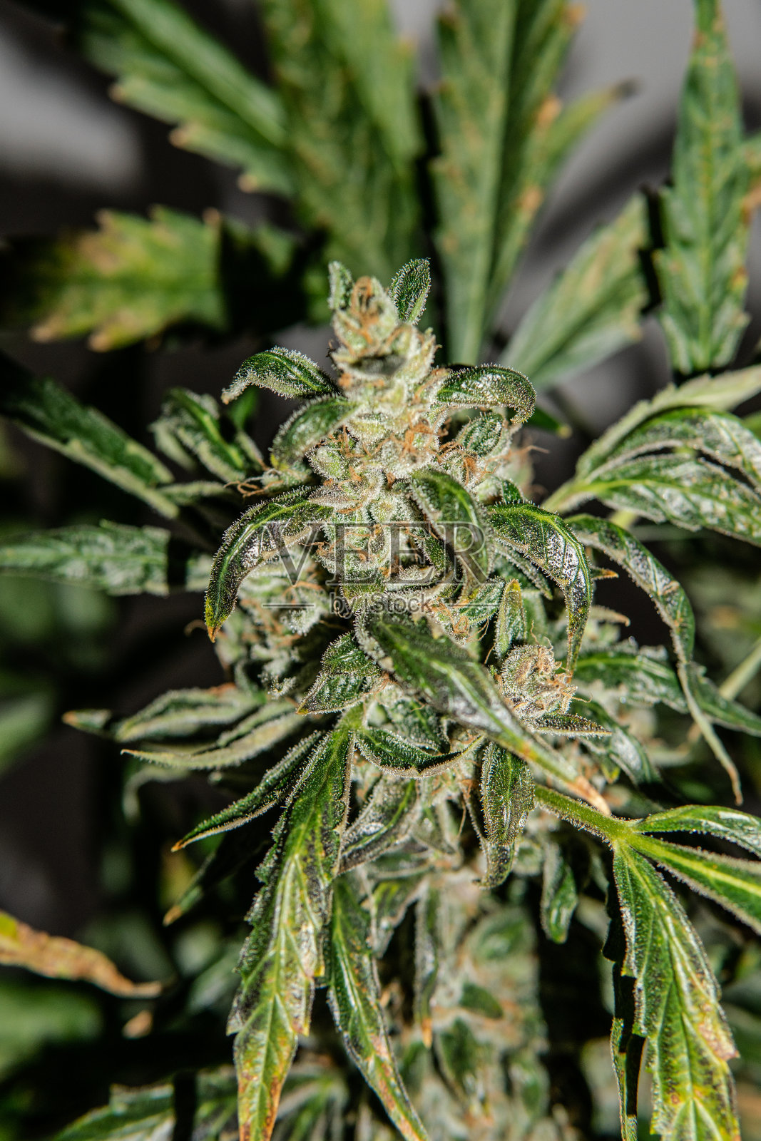 研究人员利用大麻发明大麻生物复合材料 或可用于汽车零部件及食品包装研究人员利用大麻发明大麻生物复合材料 或可用于汽车零部件及食品包装